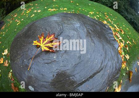 Herbst Blatt im Wasser schwimmende Stockfoto