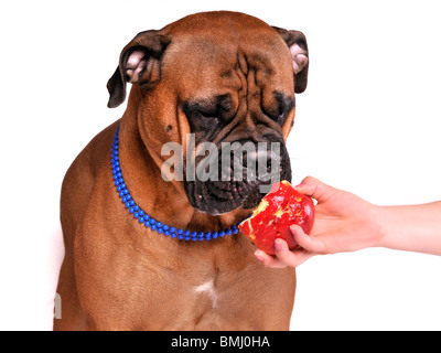 Großer Hund ist Verkostung steigen Apfel Stockfoto