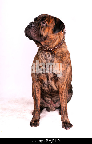 Große Erwachsene Bulmastiff in sitzender Position Stockfoto