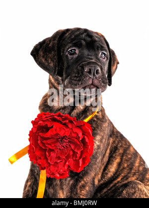 Stolz auf Welpen sitzen mit einer Blume Stockfoto