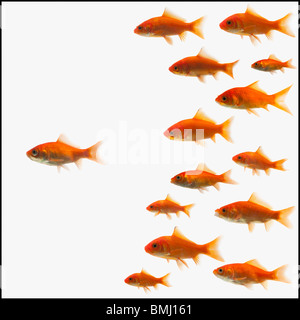 Goldfisch Stockfoto