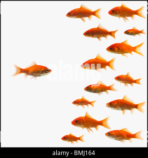 Goldfisch Stockfoto