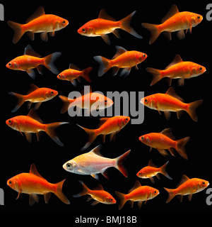 Goldfisch Stockfoto