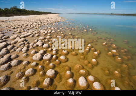 Thrombolites, eine Variey von Microbialite oder "Fels", Western Australia, Mandurah, Yalgorup National Park, Lake Clifton Stockfoto