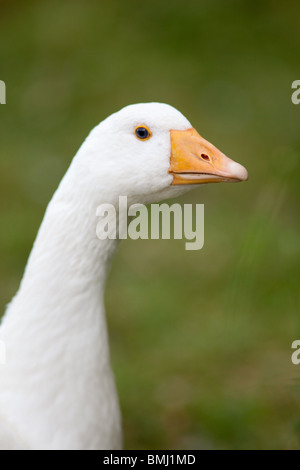 Weiße inländischen Embden Goose, Hampshire, England. Stockfoto