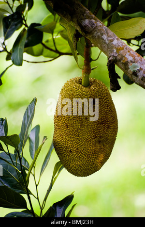 Eine große Jackfrucht wächst entlang der Straße in Amed, Bali, Indonesien. Es ist die nationale Frucht von Bangladesch, der in Südostasien wächst. Stockfoto
