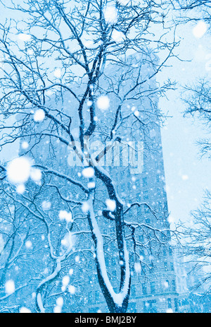 Schneebedeckten Baum im städtischen Umfeld Stockfoto
