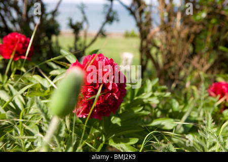 Rosa Pfingstrose oder Paeony Blume - in einem Garten am Meer.