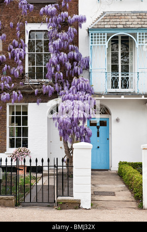 Eine Glyzinie (Glyzinie sinensis) in voller Blüte Ende April an der Vorderseite eines Hauses in Kew, London, Großbritannien Stockfoto