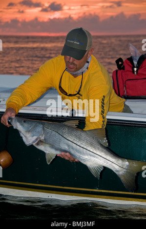 Inshore Angler hefts eine riesige lange Nase, gefangen in der Indian River of Florida Atlantic Intracoastal Waterway. Stockfoto