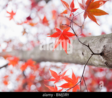 Ahornbaum im Herbst Stockfoto