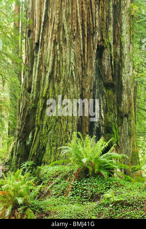 Coast Redwood (Sequoia Sempervirens) massiven Stamm und Schwert Farne, Redwood National Park, Kalifornien USA Stockfoto