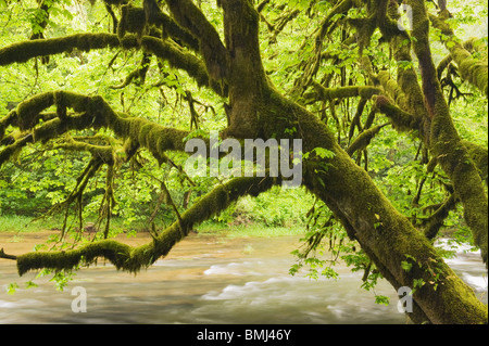 Unten-Ahorn (Acer Macrophyllum) kann Mellicoma River, Oregon Stockfoto