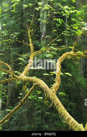 Unten-Ahorn (Acer Macrophyllum) Redwood National Park, Kalifornien USA Stockfoto