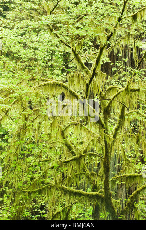 Rebe Ahorn (Acer Circinatum) Frühling, Redwood National Park, Kalifornien Stockfoto