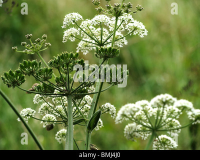 Nahaufnahme eines riesigen Hog Unkraut Samenköpfe und weißen Blüten Stockfoto