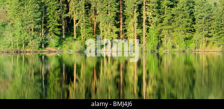 Wald widerspiegelt im kleinen See, Methow Valley, Washington, PANORAMIC Stockfoto