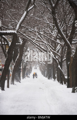 Von Bäumen gesäumten Weg mit Schnee bedeckt Stockfoto