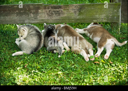 Siberian Husky Hund. Vier Welpen, die auf einer Wiese liegend Stockfoto