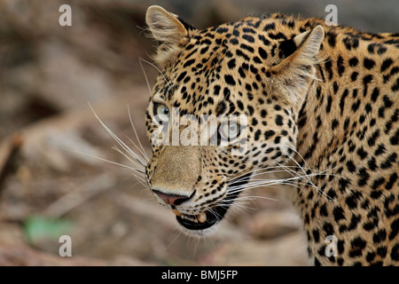 Leopard Porträtaufnahme. Foto von Ranthambhore National Park, Indien Stockfoto