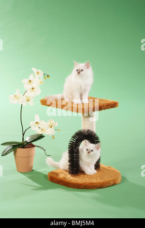 Heilige Katze von Burma - zwei Kätzchen auf Kratzbaum Stockfoto