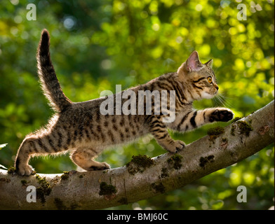 Britisch Kurzhaar Katze - Katze auf Ast Stockfoto