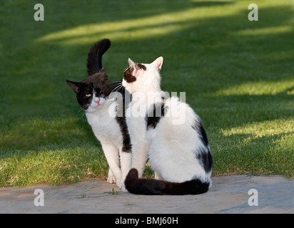 weibliche Katze Fauchen bei Kater Stockfoto