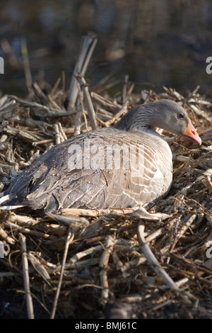 Western-Graugans (Anser Anser Anser). Am Nest brüten während einer Dusche Regen. Calthorpe breit, Norfolk. Stockfoto