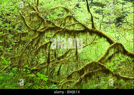 Rebe Ahorn (Acer Circinatum) Redwood National Park, Kalifornien USA Stockfoto