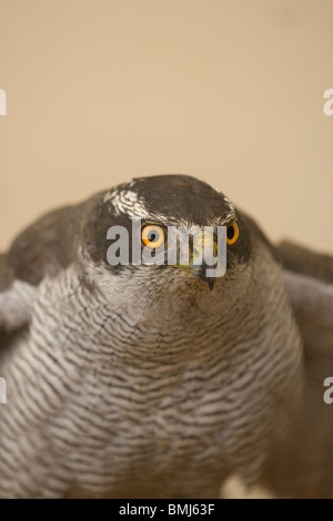 Nördlichen Habicht (Accipiter Gentilis). Erwachsenes Weibchen Helmdecke. Porträt. Stockfoto