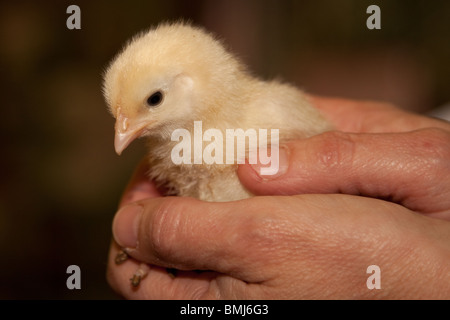 Küken nur wenige Tage alt in Händen gehalten Stockfoto