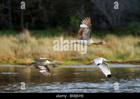 "White Ibis'' Eudocimus Albus'' Vögel im flight'Chincoteague National Wildlife Refuge. Maryland, USA. Stockfoto