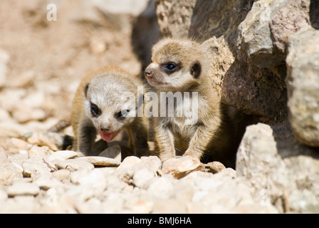 Erdmännchen (Suricata Suricatta) Welpen genießen ihre ersten Schritte außerhalb ihrer Höhle bei Dudley Zoological Gardens Stockfoto
