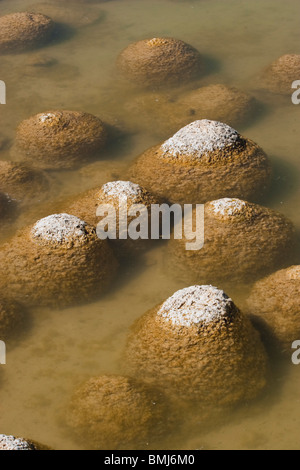 Thrombolites, eine Variey von Microbialite oder "Fels", Western Australia, Mandurah, Yalgorup National Park, Lake Clifton Stockfoto