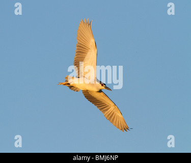 Schwarz-gekrönt-Nachtreiher im Flug bei Sonnenuntergang. "Nycticorax Nycticorax" Chincoteague National Wildlife Refuge. Maryland, USA. Stockfoto