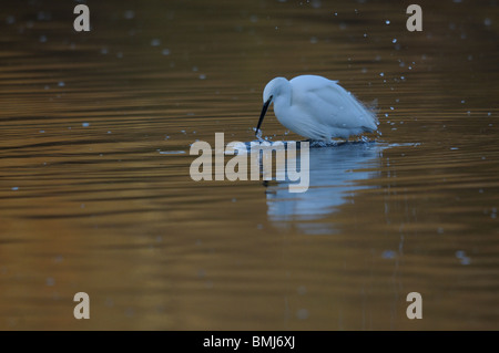 Seidenreiher einen Fisch fangen. Stockfoto