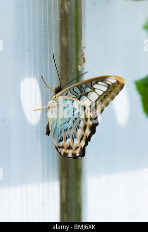 Golders Hill Park, Schmetterling Parthenos Sylvia Lilacinus oder Clipper (blau), native South Asia Stockfoto