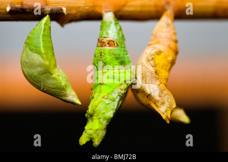 Golders Hill Park, Puppe oder Puppen von Papilio Polytes oder Common Mormon in verschiedenen Stadien der Entwicklung Stockfoto