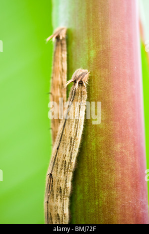 Golders Hill Park, paar tropischer Schmetterling Raupen auf Blatt, Larve oder Larven form Stockfoto