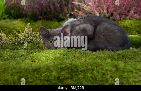 junge Britsh Kurzhaar-Katze - liegend Stockfoto