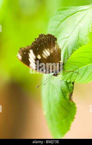 Golders Hill Park, Schmetterling Papilio Polytes oder gemeinsame Mormone, Erwachsenen bilden Cyrus, native Asien thront auf Blatt Stockfoto