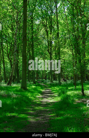 Pfad und Bäume durch Epping Forest, Essex, Südostengland, im späten Frühjahr, mit getupftem Sonnenlicht Stockfoto