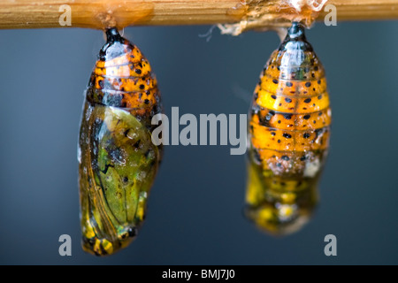 Golders Hill Park, Puppe oder Puppen mit Schmetterling entstehen sichtbar bereit Stockfoto