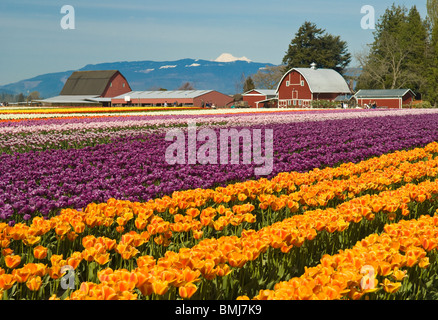 Tulpenfelder in Tulip Stadt, Skagit Valley, Washington. Stockfoto