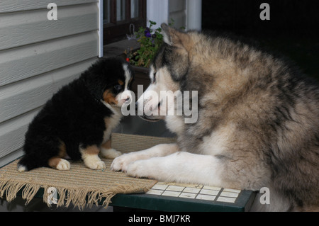 Alaskan Malamute Hund und Berg der Berner Welpen. Stockfoto