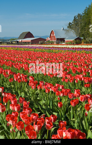 Tulpenfeld bei Tulip Town, Skagit Valley, Washington. Stockfoto