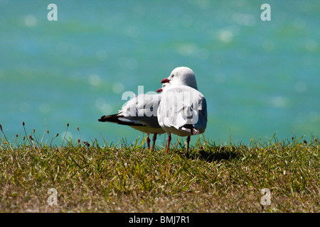 Zwei rot-billed Möwen saßen auf dem Rasen mit Blick auf das Meer. Stockfoto