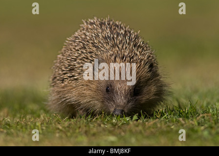 Igel (Erinaceus Europaeus), auf der Wiese im Garten, Norfolk Stockfoto