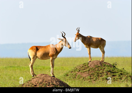 Zwei Topi, Damaliscus Korrigum auf Termite Mounds, Masai Mara National Reserve, Kenia Stockfoto