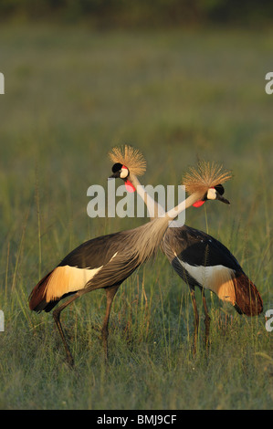 Zwei grau-gekrönte Kräne, Balearica Regulorum, Masai Mara National Reserve, Kenia Stockfoto